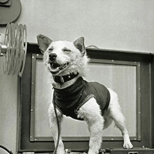 Belka, Soviet space dog, after the mission