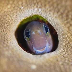 Blenny in coral home