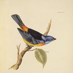 Blue-and-yellow tanager, 19th century C013 / 6439