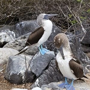 Blue-footed boobies C013 / 7474