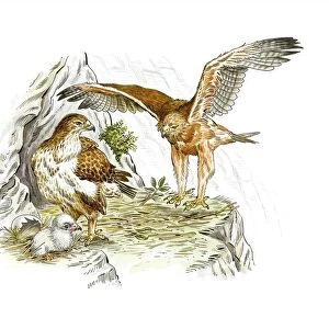 Accipitridae Collection: Bonellis Eagle