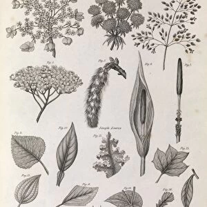 Botany illustrations, 1823 C017 / 8062