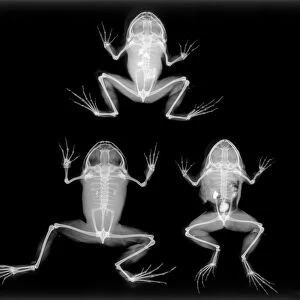 Boulengers narrow-eyed frog, X-ray