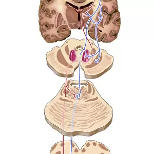 Brain motor cortex pathways, artwork C016 / 6532