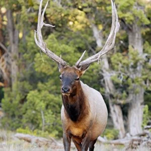 Bull elk C013 / 9785