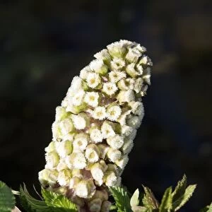 Butterbur (Petasites hybridus) flowers