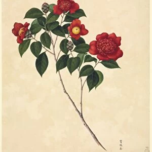 Camellia cultivar, 19th-century artwork C016 / 5180