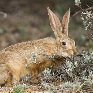 Cape hare feeding C016 / 4775