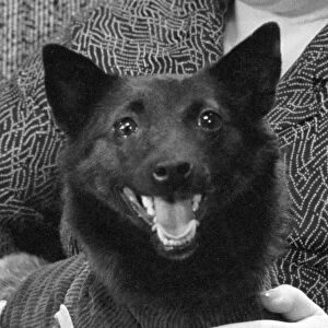 Chernushka, Soviet space dog