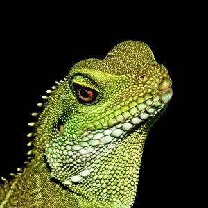 Lizards Collection: Chinese Water Dragon