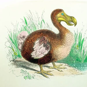 Extinct Collection: Dodo