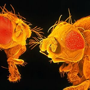 Coloured SEM of heads of normal & mutant fruit fly