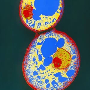 Coloured TEM of a budding yeast cell