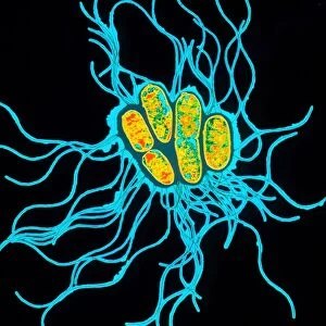 Coloured TEM of Salmonella bacteria