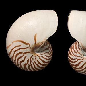 Common nautilus shells C016 / 6049