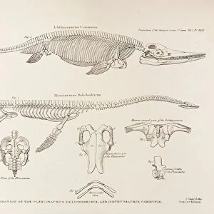 Conybeare Plesiosaurus reconstruction