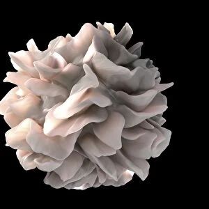 Dendritic cell, SEM C016 / 4763