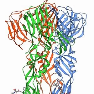 Dengue virus surface protein molecule F006 / 9449