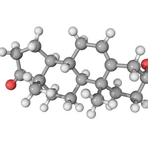 DHEA hormone, molecular model