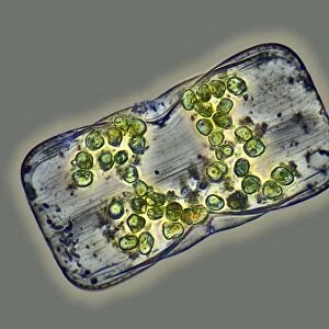 Diatom, light micrograph C016 / 8606