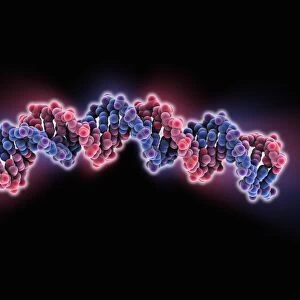 DNA, molecular model