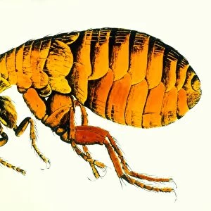 Drawing of a flea by Robert Hooke