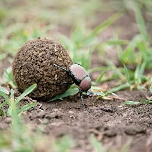 Dung beetle rolling a dung ball