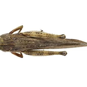 Egyptian locust C016 / 2077