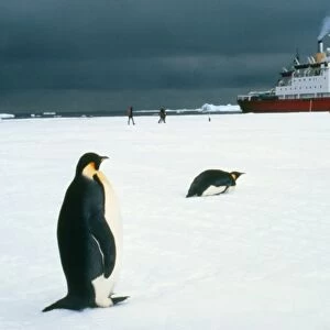 Emperor penguins on sea-ice, Antarctica
