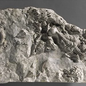 Encrinurus punctatus, trilobite fossils C016 / 4927