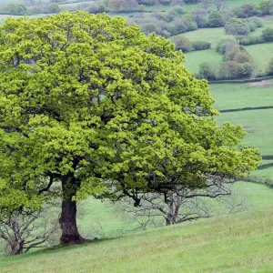 English Oak (Quercus robur)