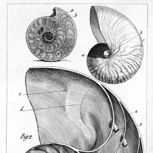 Engraving of a nautilus and an ammonite