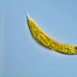Euglena protozoan, light micrograph
