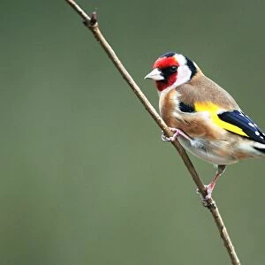 European goldfinch on a branch
