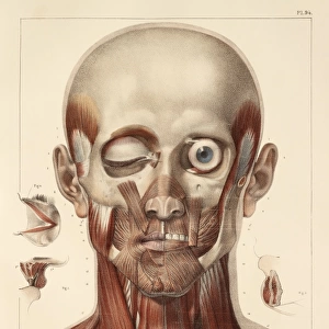 Face and neck muscles, 1831 artwork