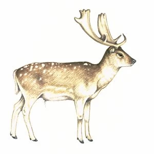 Fallow deer, artwork