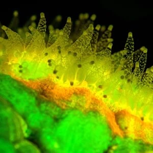 Favites coral fluorescing