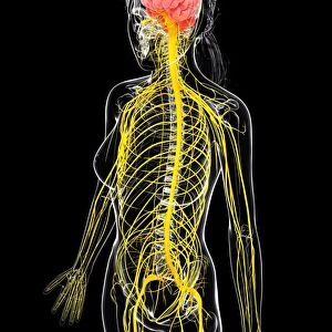 Female nervous system, artwork F007 / 5596