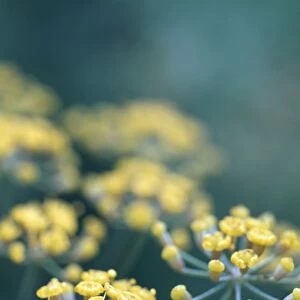 Fennel flowers