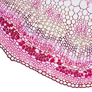 Flax plant stem, light micrograph