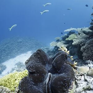 Fluted giant clam on a coral reef C014 / 2890