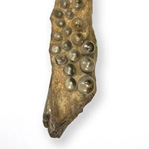Fossil fish teeth C016 / 6003
