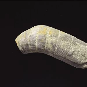 Fossil horsetail (Calamites sp. ) trunk C013 / 6541