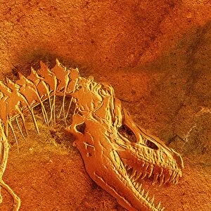 Fossil of Tarbosaurus bataar, head and neck