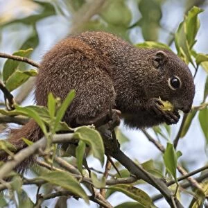 Sciuridae Collection: Gambian Sun Squirrel