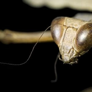 Giant dead leaf mantis head