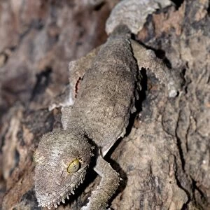 Giant leaf-tailed gecko C013 / 7020