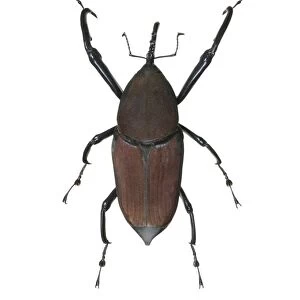 Giant palm weevil