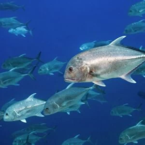 T Collection: Trevally