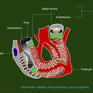 Glomerular anatomy, diagram